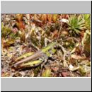 Myrmeleotettix maculatus - Gefleckte Keulenschrecke 11 Teverener Heide.jpg